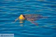 De Caretta Caretta schildpad op Zakynthos